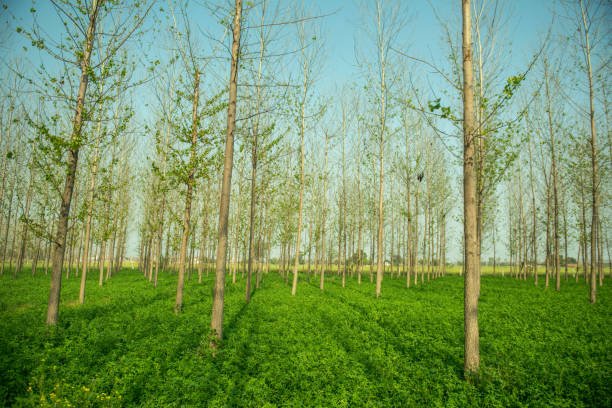 Agroforestry Systems