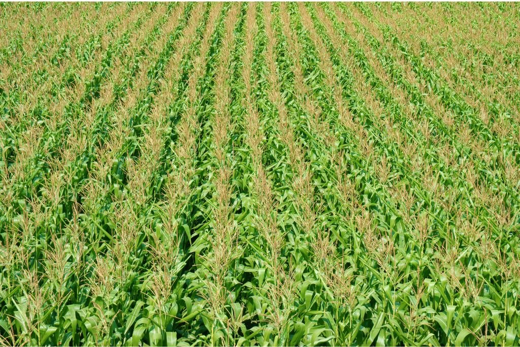 Intercropping Systems